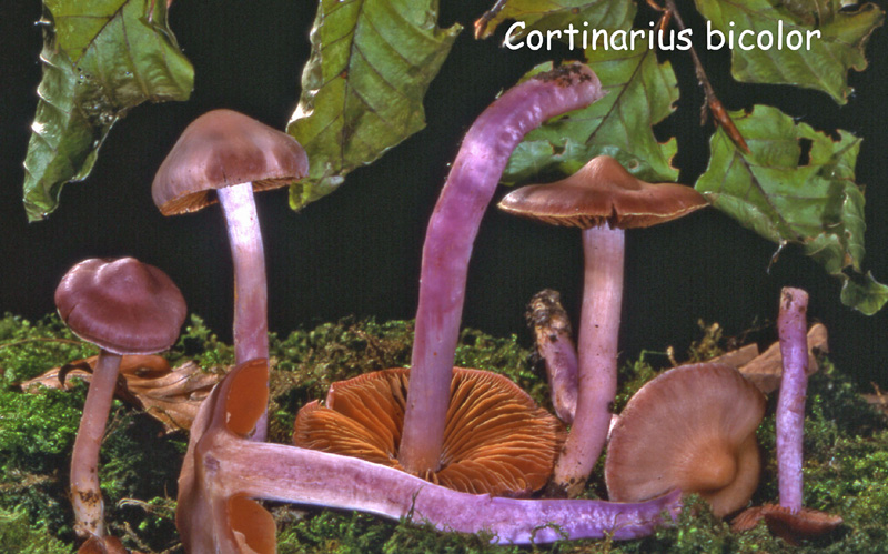 Cortinarius cagei-amf581.jpg - Cortinarius cagei ; Syn1: Hygrocybe bicolor ; Syn2: Cortinarius bicolor ; Nom français: Cortinaire bicolore